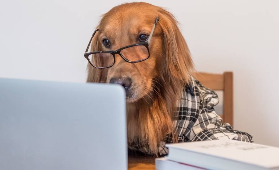 A golden retriever sitting at a computer proofreading a document. 
