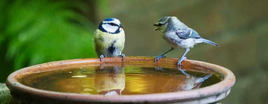 Two cute birds speaking to each other at a bird feeder.