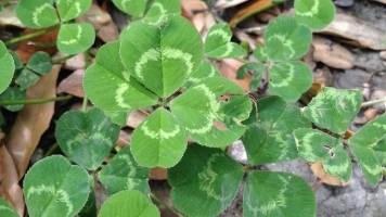 A patch of clovers with a bright-green four-leaf clover in the center.