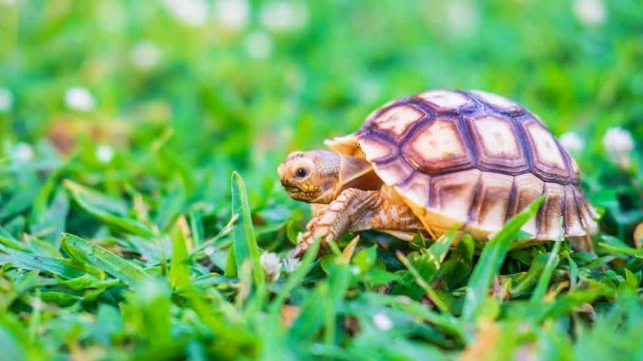 A turtle walking slowly through the grass.