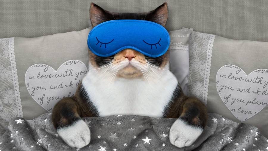A cat asleep in bed with a sleep mask over its eyes.